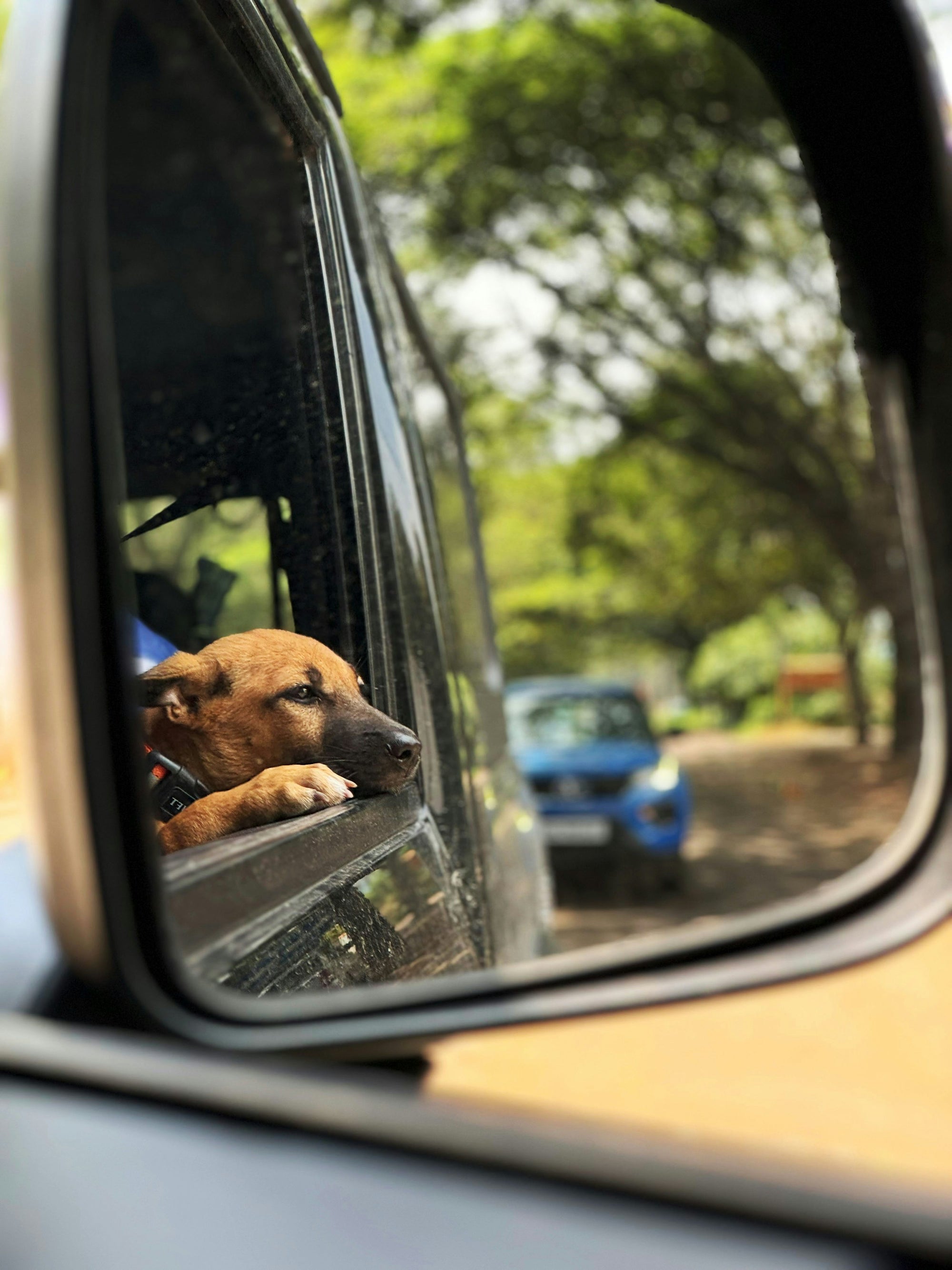 Dog looking out an open vehicle window on a tree-lined road.
